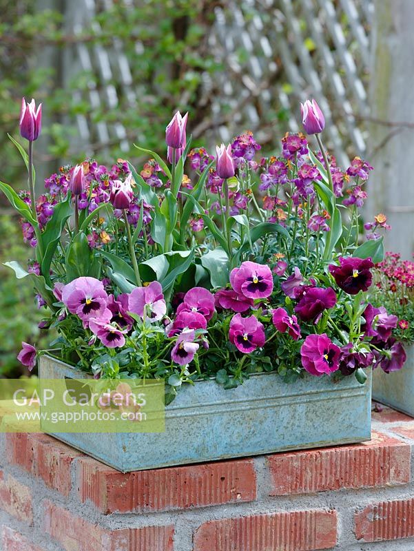Viola wittrockiana Alpha 'Rose Shades with Blotch', Tulipa 'Ballade' and Erysimum 'Improved Winter Sorbet' in recycled metal container