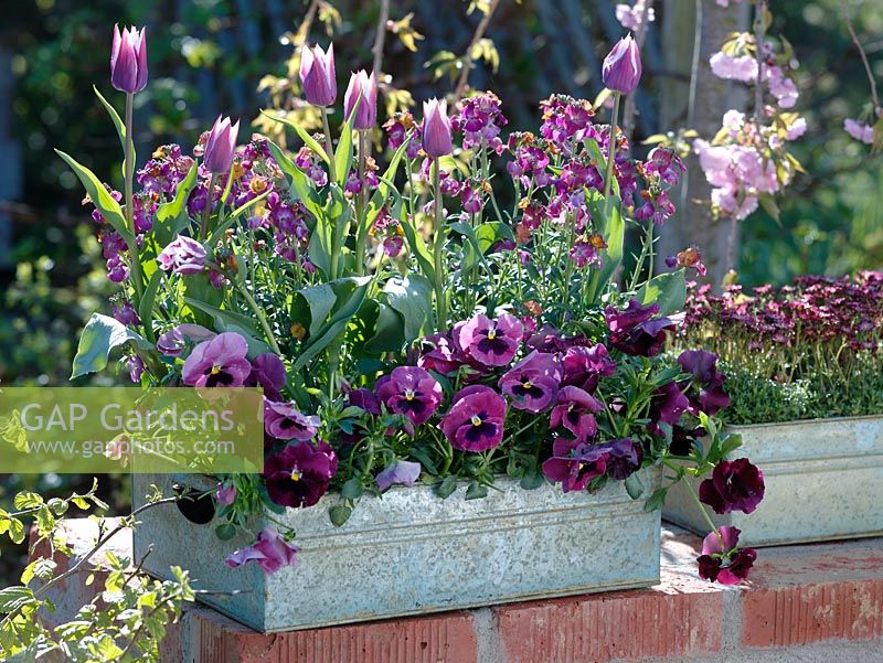 Viola wittrockiana Alpha 'Rose Shades with Blotch', Tulipa 'Ballade' and Erysimum 'Improved Winter Sorbet' in recycled metal container 
 