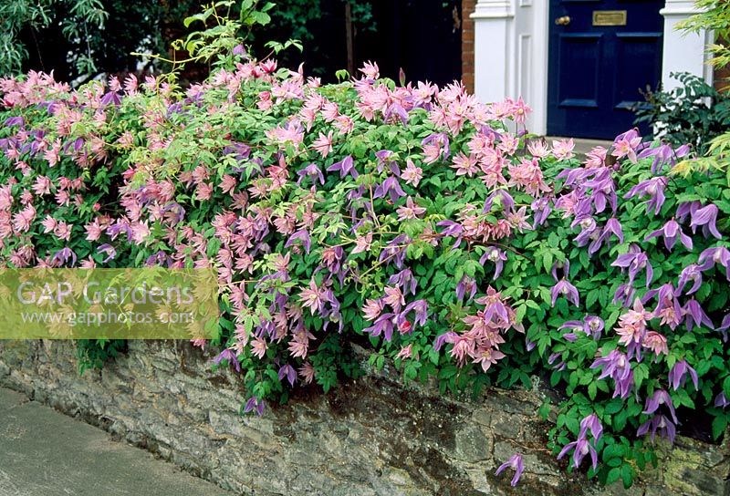 Clematis 'Markhams Pink' and 'Frances Rivis' growing over wall