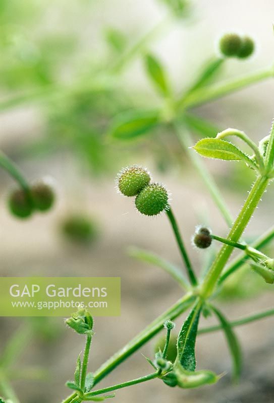 Galium aparine - Sticky Burr, Cleavers, Goose Grass