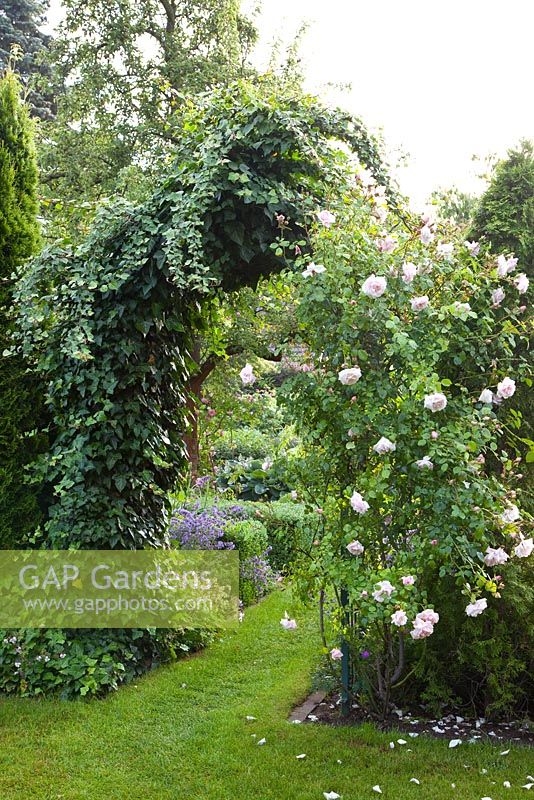 Rosa 'New Dawn' and Hedera helix on arch