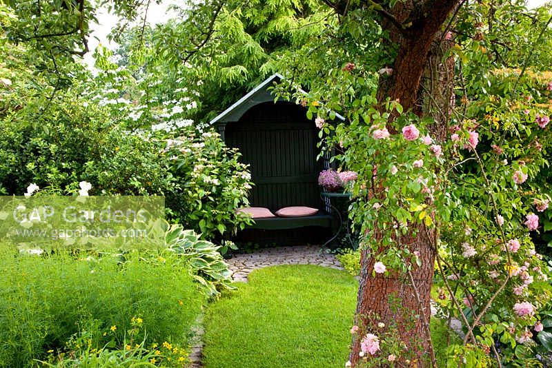 Country garden with climbing Rose on tree and arbour behind. Borders of Viburnum and Hosta