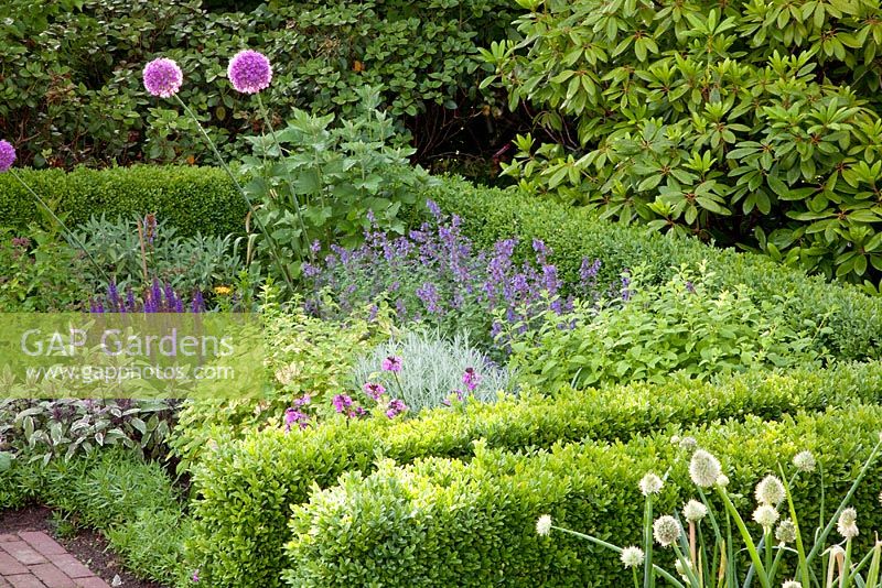 Herb garden in clipped Buxus- Box parterre. Melissa officinalis 'Variegata', Allium, Nepeta and Salvia officinalis 'Tricolor'
 
