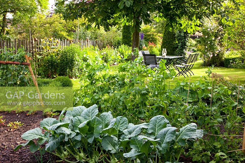 Small vegetable plot in the corner of a country garden. Brassica oleracea - Kohlrabi and Pisum sativum - Peas