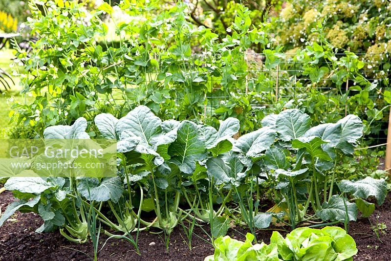 Small vegetable plot in the corner of a country garden.
Brassica oleracea - Kohlrabi and Pisum sativum - Peas