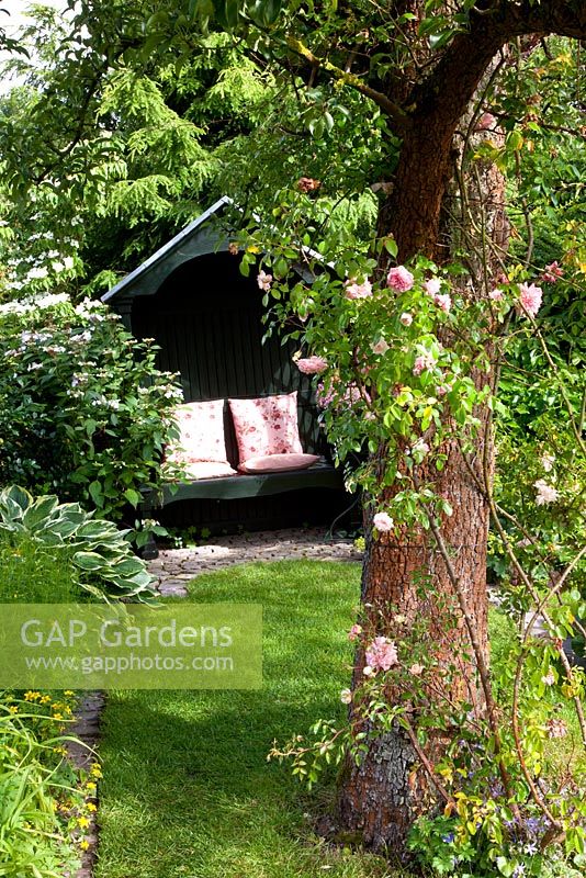 Country garden with climbing Rose on tree. Hosta and Viburnum in border 