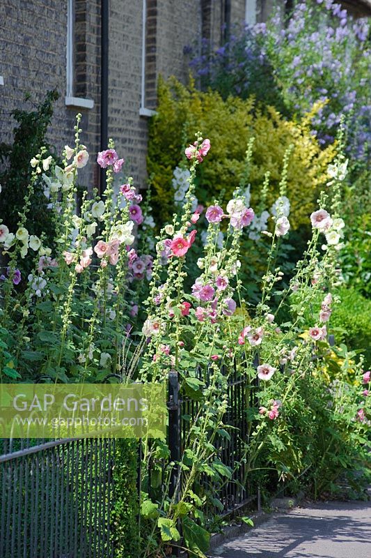 Alcea rosea -  Hollyhocks naturalised in the small front garden of a terraced house