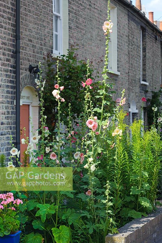 Alcea rosea - Hollyhocks naturalised in the small front garden of a terraced house