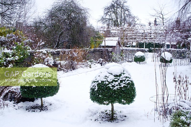 Garden in snow. St Barnabas Road, Cambridge