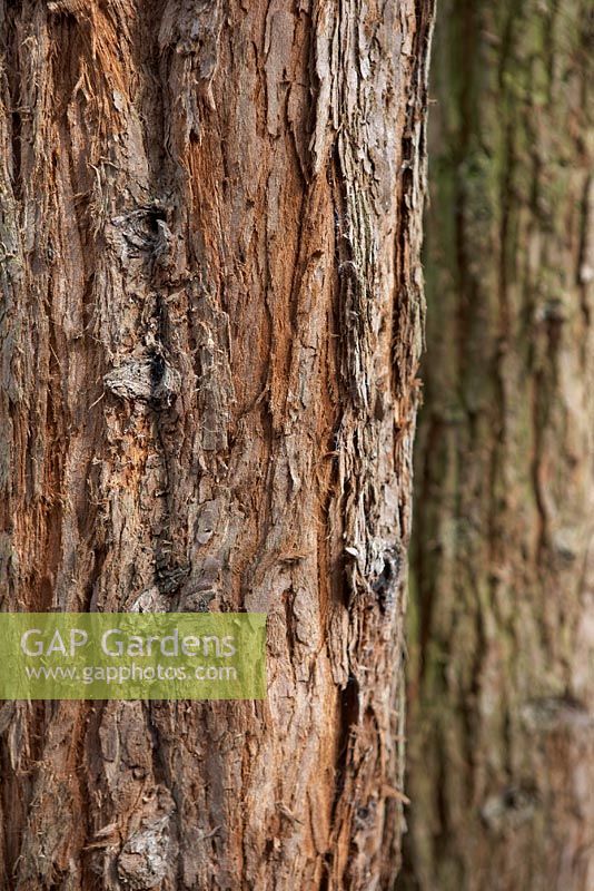 Sequoia sempervirens 'Adpressa' tree bark.