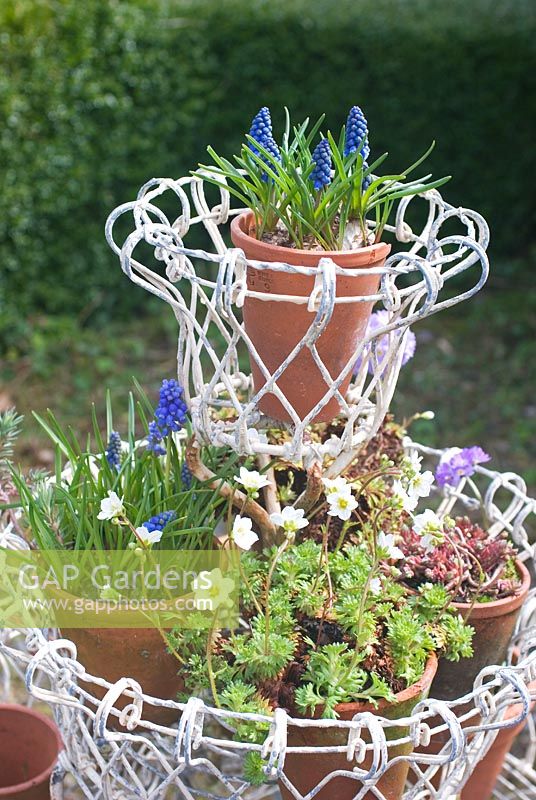 Spring bulbs in terracotta pots in vintage tiered plant staging