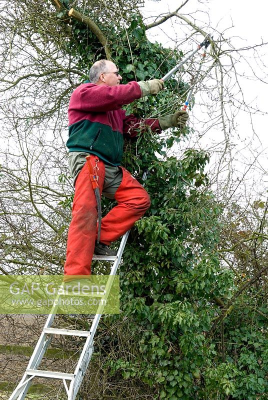Man on ladder using long handled lopping shears to cut boughs on thorn hedge