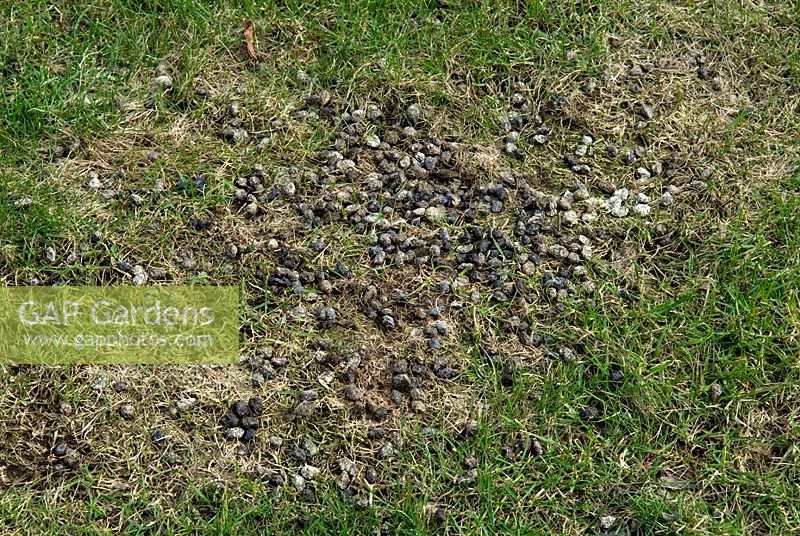 Wild rabbit droppings on lawn, showing adverse effect on grass