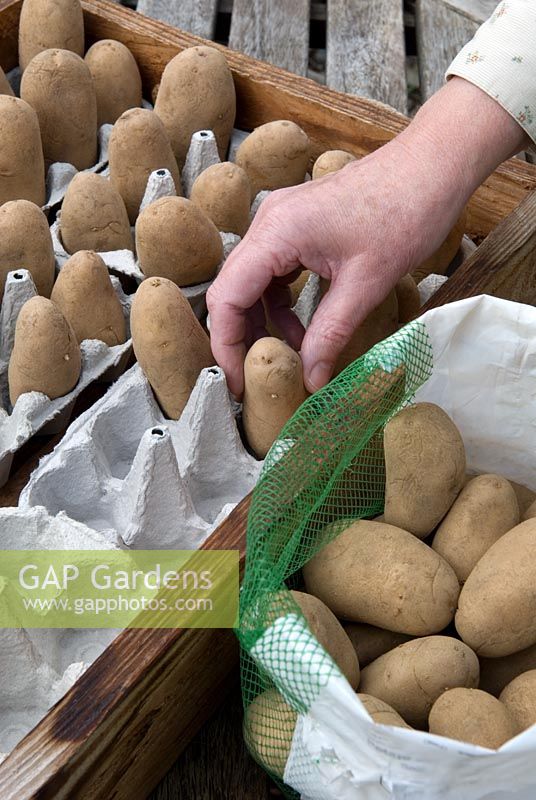Placing seed potatoes 'Juliette' in egg boxes for chitting