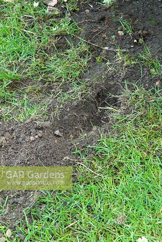 Rabbit damage to lawn caused by burrowing
