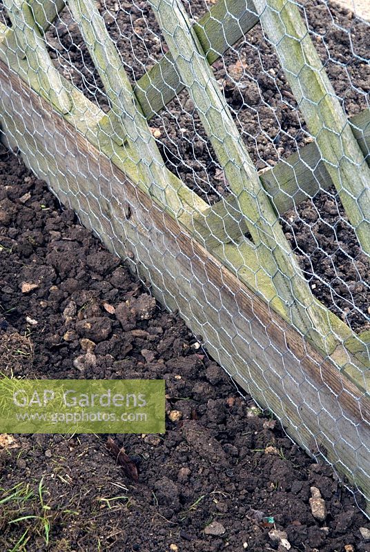 Rabbit-proof wire netting fixed to wooden trellis fence and buried in ground to prevent burrowing