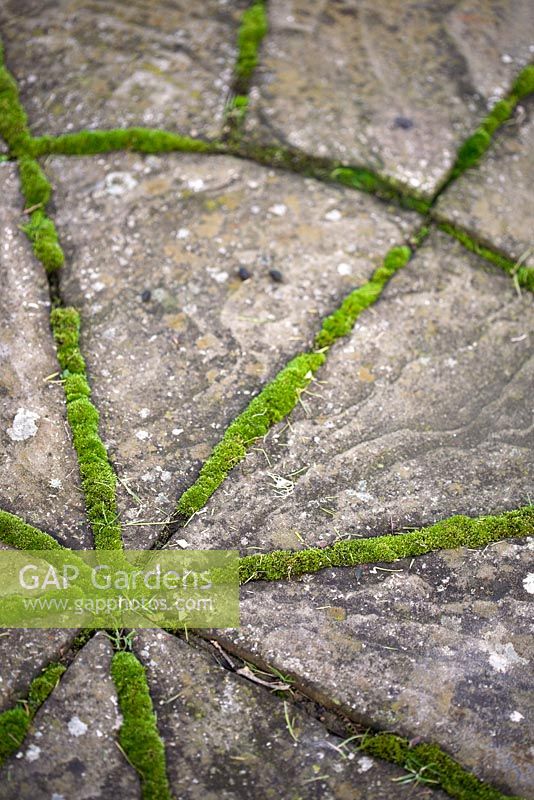 Stone pathway and moss detail