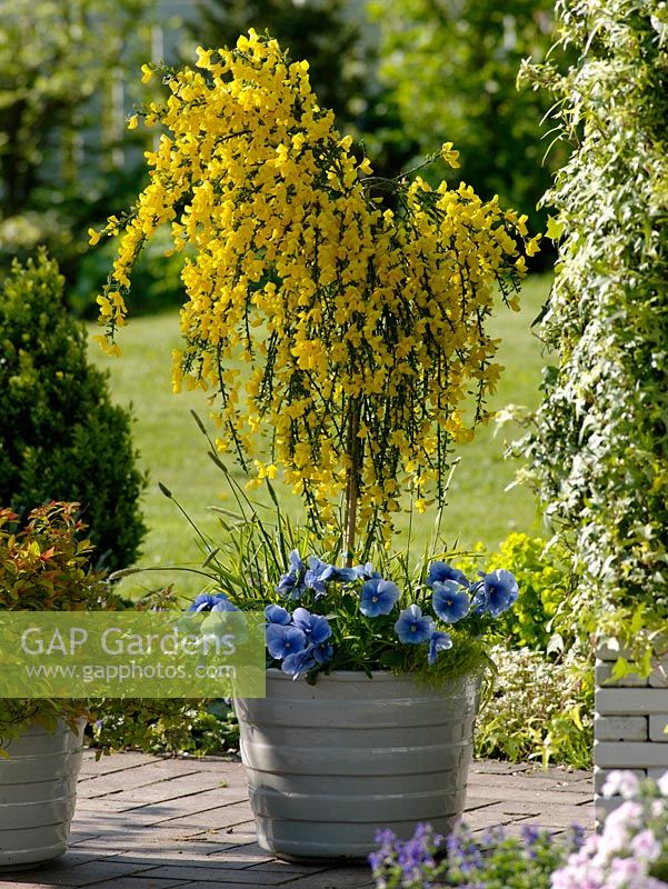Spring container of Cytisus scoparius 'Golden Tears' underplanted with Viola wittrockiana Omega 'Silver Blue', Alopecurus pratensis 'Aureus' and Sagina 'Scottish Moss' 