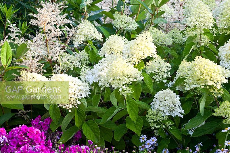 Hydrangea paniculata 'Limelight' in mixed flowerbeds