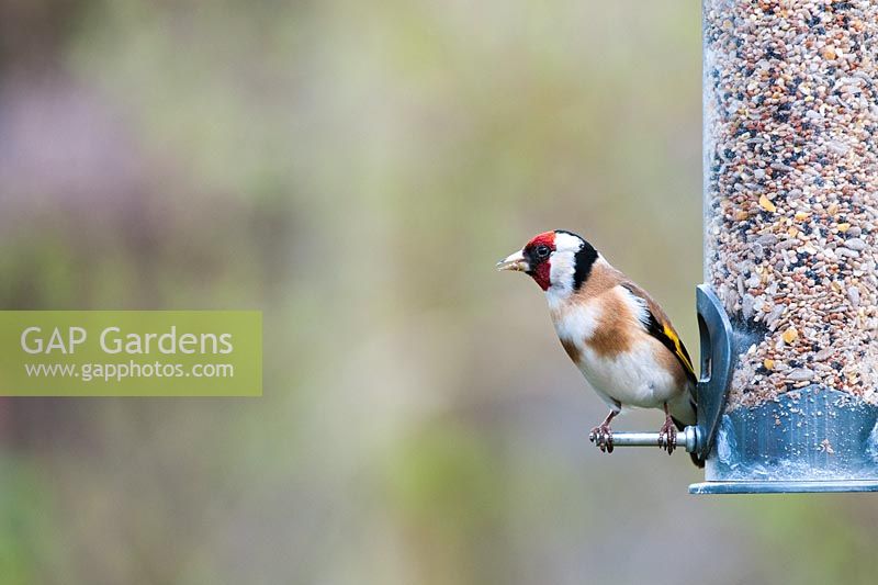 Carduelis carduelis - Goldfinch on bird feeder in a garden. UK