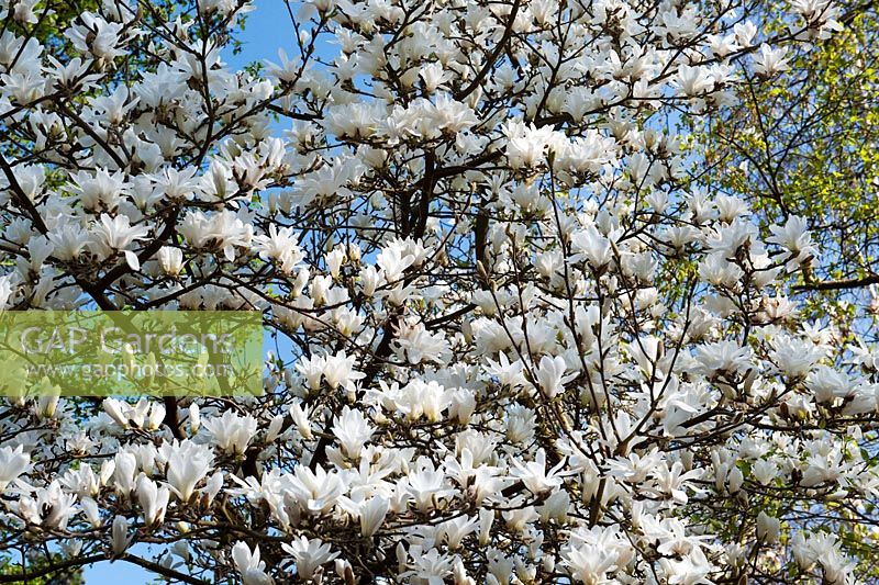 Magnolia 'pristine' 
