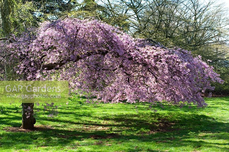 Prunus x subhirtella pendula rubra - Weeping Cherry tree at Westonbirt Arboretum