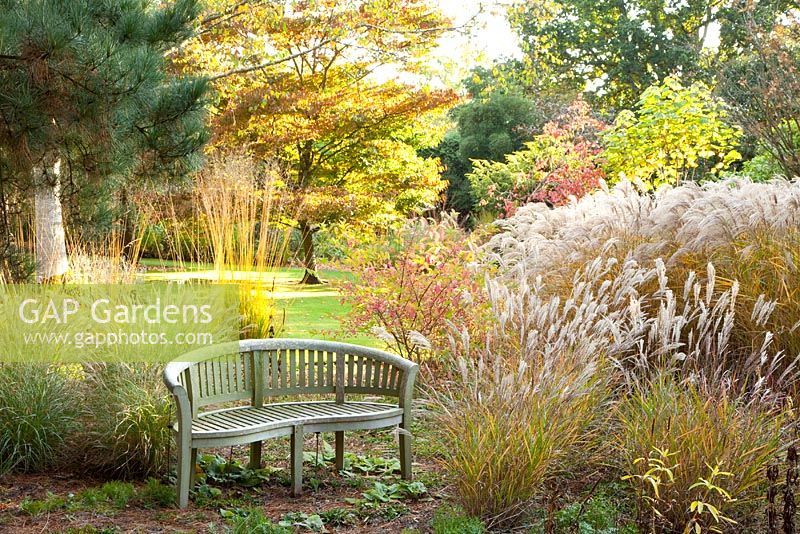 Autumn garden with wooden bench and borders of Molinia and Miscanthus