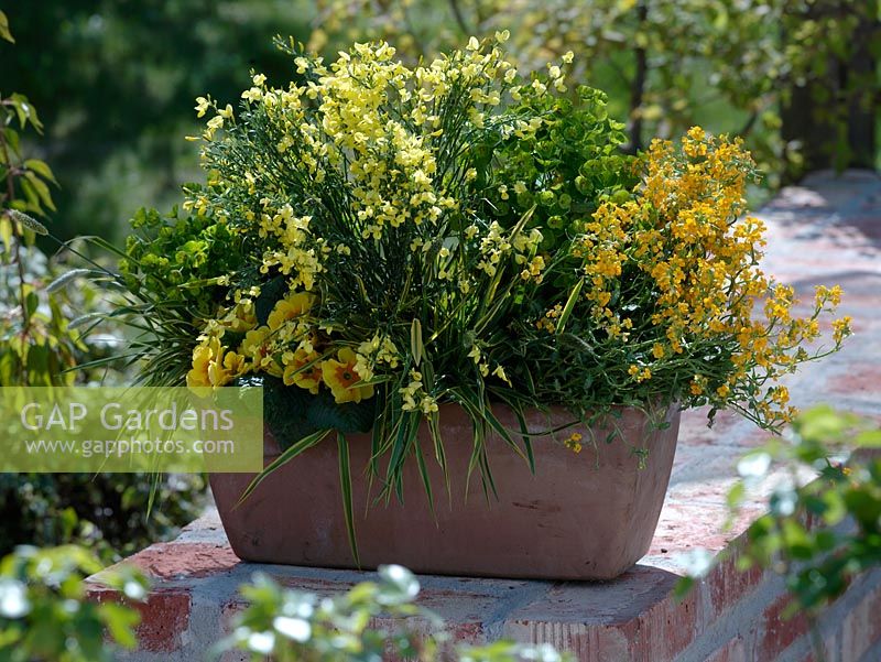 Spring container of Cytisus, Erysimum 'Orange Zwerg', Euphorbia 'Antigone', Alopecurus 'Aureus' and Primula acaulis