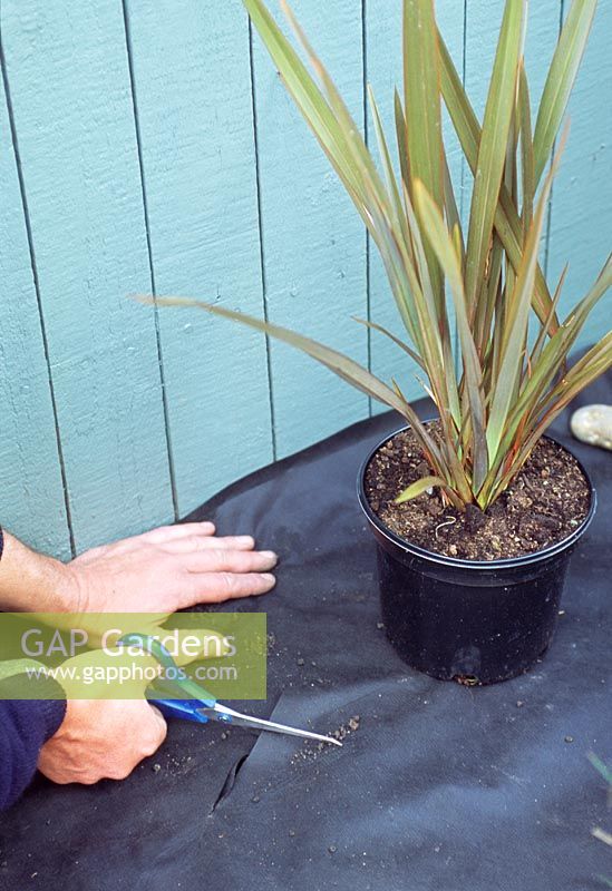 Planting a seaside border - Cutting weed suppressant to plant Phormium