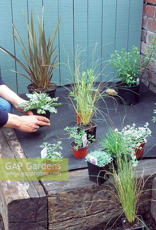 Planting a seaside border. Positioning plants before planting
