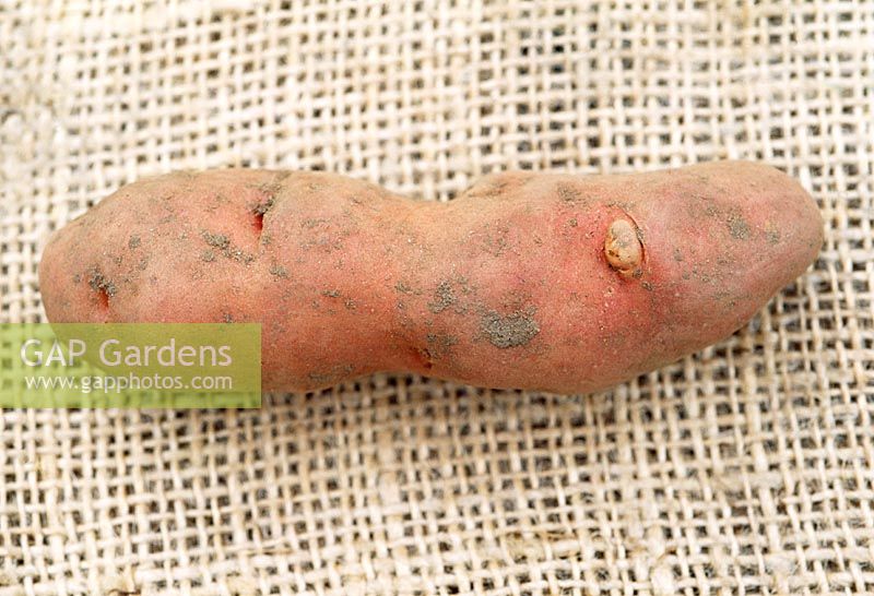 Knobbly Potato on hessian surface