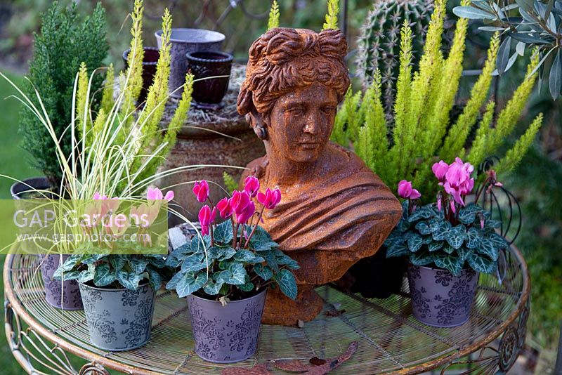 Still life of Cyclamen in pots with bust of woman