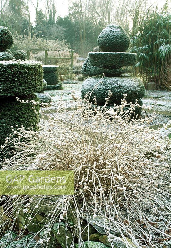 Caryopteris in winter garden