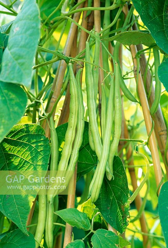 Phaseolus vulgaris - Climbing French Bean 'Sultana'