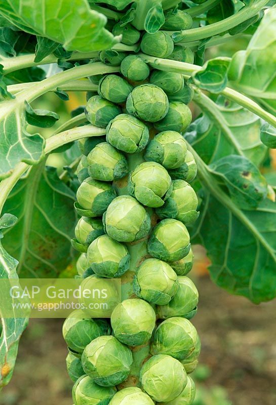 Brassica - Brussels sprout 'Topline'