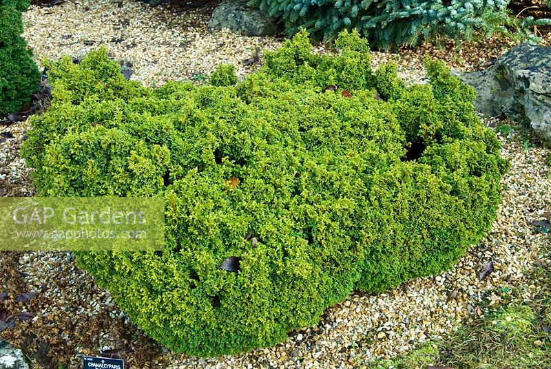 Chamaecyparis pisifera 'Plumosa compressa aurea' - The Sir Harold Hillier Gardens, Hampshire County Council, Romsey, Hants