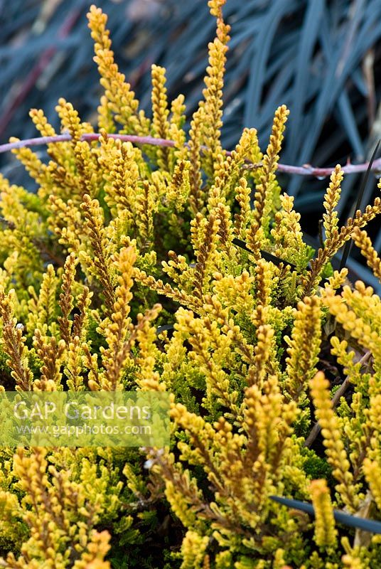 Calluna vulgaris 'Robert Chapman' with Ophiopogon planiscapus 'Nigrescens' behind - The Sir Harold Hillier Gardens, Hampshire County Council, Romsey, Hants