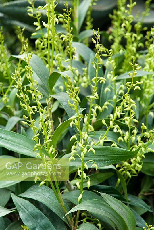 Dendrobium x delicatum 'Album' - RHS Garden Wisley
