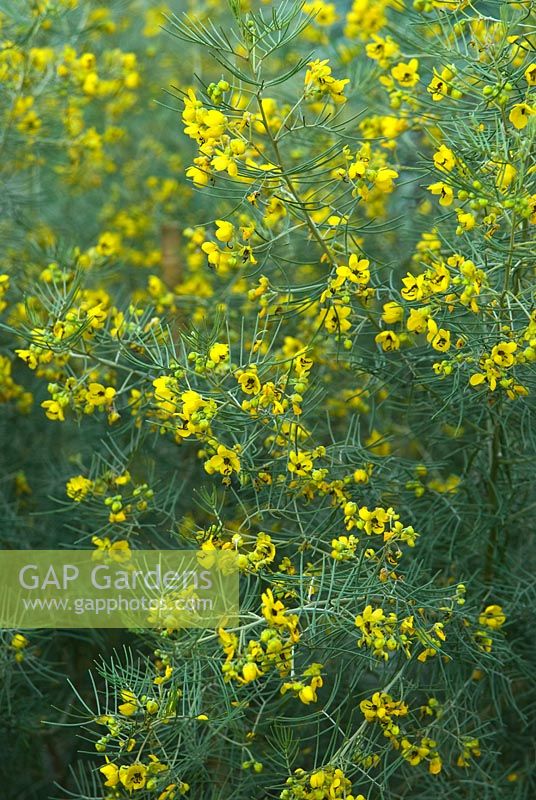 Senna artemisioides AGM - RHS Garden Wisley