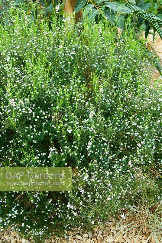 Coleonema pulchellum - RHS Garden Wisley