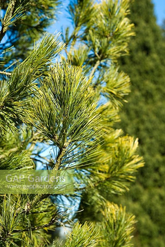 Pinus cembra 'Aureovariegata'. The Sir Harold Hillier Gardens/Hampshire County Council, Romsey, Hants, UK