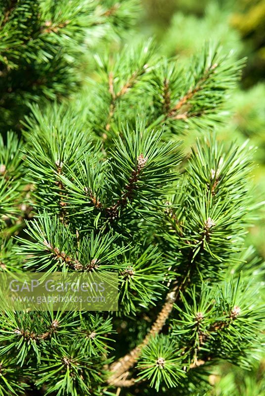 Pinus sylvestris 'Beuvronensis' AGM - The Sir Harold Hillier Gardens/Hampshire County Council, Romsey, Hants