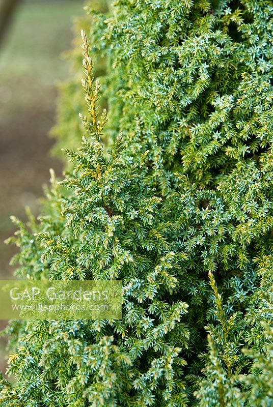 Juniperus pingii var. wilsonii 'Loderi'. The Sir Harold Hillier Gardens/Hampshire County Council, Romsey, Hants, UK