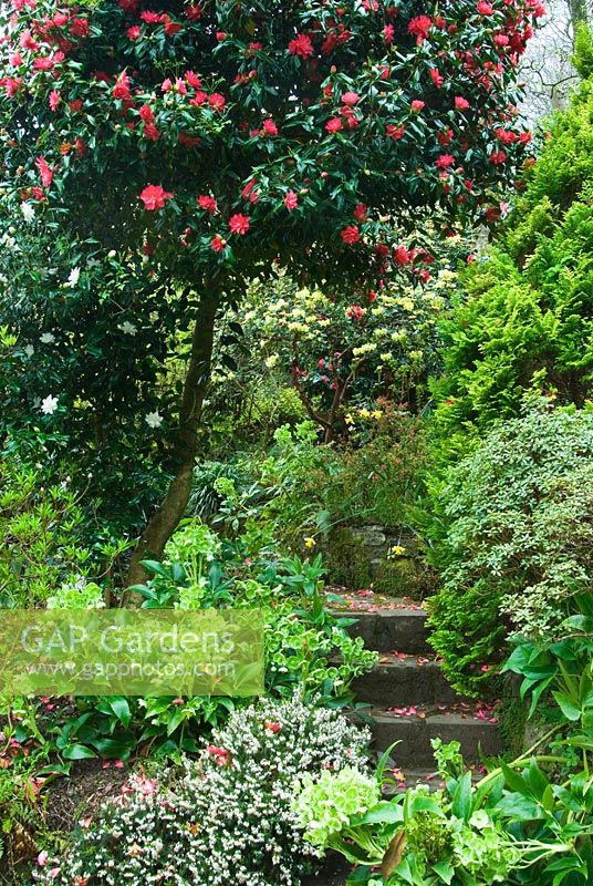 Steps leading up the terraced slope beside the house through flowering shrubs and herbaceous perennials including Camellias, Azaleas, Heathers, Conifers and Hellebores - Greencombe Garden, Porlock, Somerset