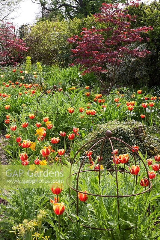 Tulipa 'Apeldoorn's Elite' in hot spring border with Erysimum cheiri 'Cloth of Gold', rusted iron lobster pots and emerging poppy foliage, behind Acer purpurea - Northend