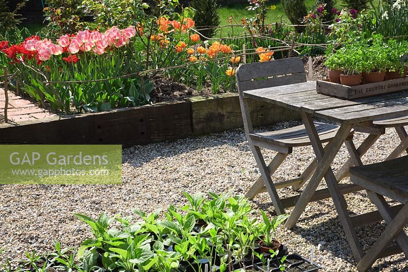 Tulipa 'Apricot Parrot', 'Orange Princess', 'Orange Emperor' and 'Rococo' in the cutting garden, wooden table and chairs with small pots of plants - Northend