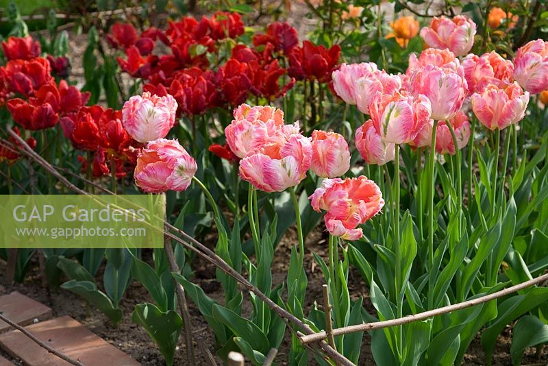 Tulipa 'Apricot Parrot' and 'Rococo' in the cutting garden - Northend