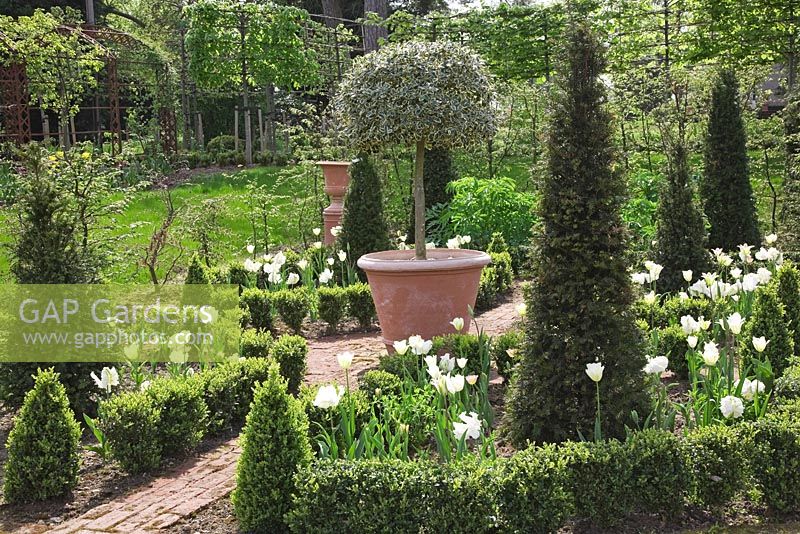 Parterre with Buxus edged beds of Tulipa 'Spring Green', Florosa', 'Groenland' and 'Super Parrot', Yew pyramids and standard variegated Holly tree in large terracotta pot - Northend