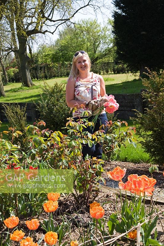 Claire in the cutting garden picking Tulipa 'Apricot Parrot' and 'Rococo', 'Orange Princess' and 'Orange Emperor' - Northend