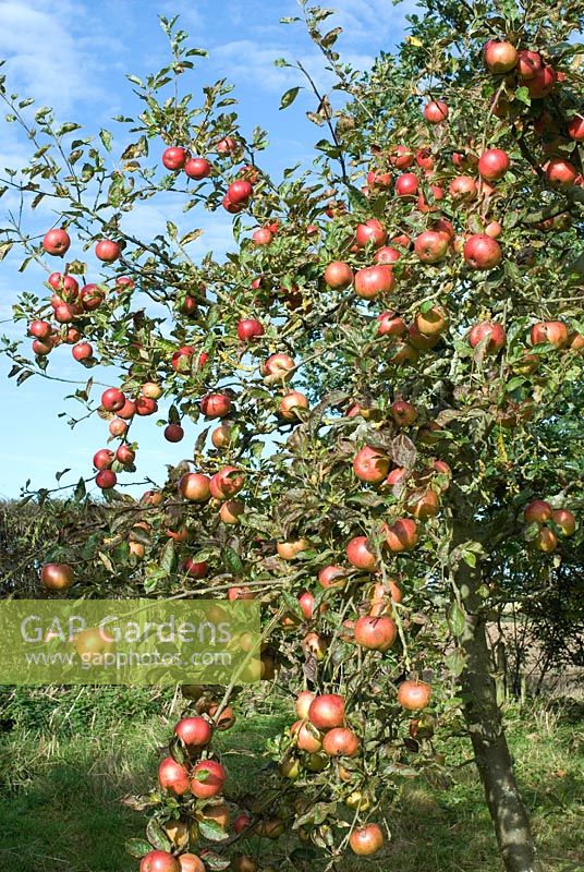 Malus 'Discovery' - Organic apple tree laden with fruit in October, Suffolk
